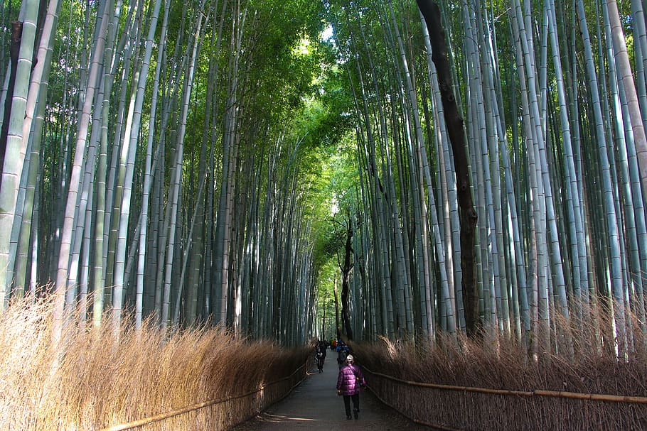 bamboo, forest, kyoto, tree, plant, bamboo grove, bamboo - plant HD wallpaper