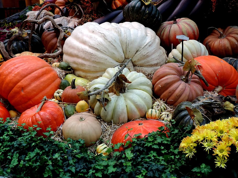scattered pumpkins with yellow petaled flower and green leafed plants HD wallpaper