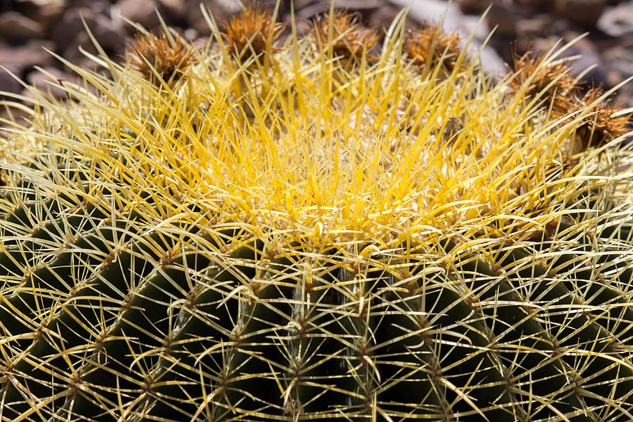 cactus, spine, desert, prickly, succulent, close-up, succulent plant HD wallpaper
