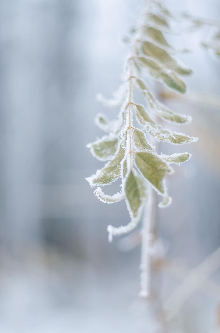 leann, cold, leaves, branch, winter, nature, frost, rime, snow HD wallpaper