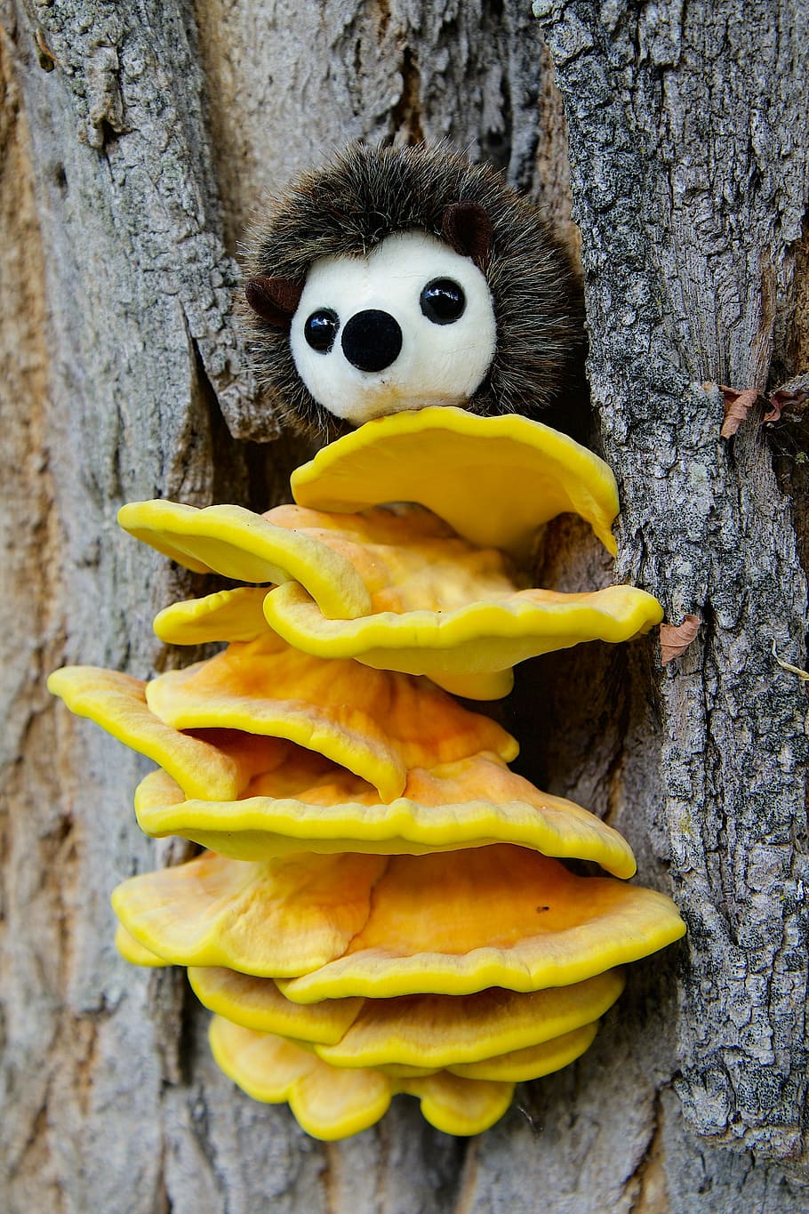 yellow mushrooms, nature, tree, tree bark, sulphur ovinus, hedgehog HD wallpaper