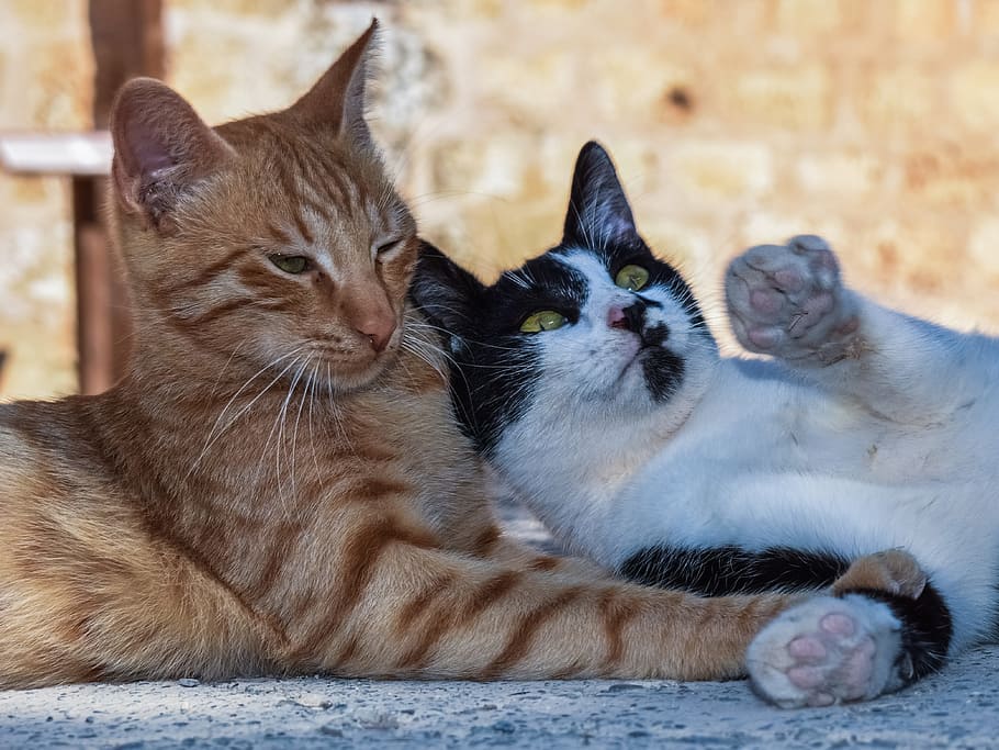 two brown, white, and black cats laying down close-up photo, playing, HD wallpaper