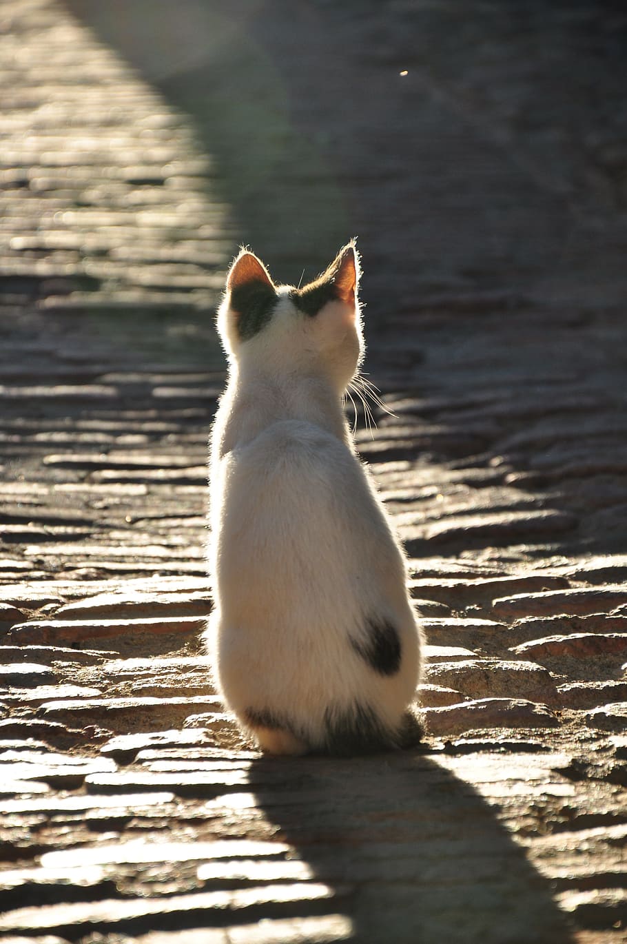 cat sit on the center of the road, shadow, kitten, sunlight HD wallpaper