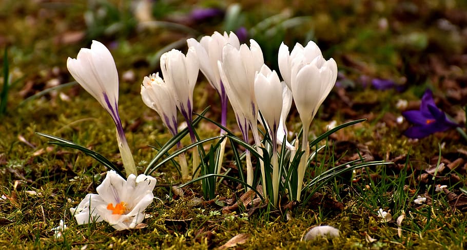 crocus, flower, white, blossom, bloom, spring, nature, spring flower HD wallpaper