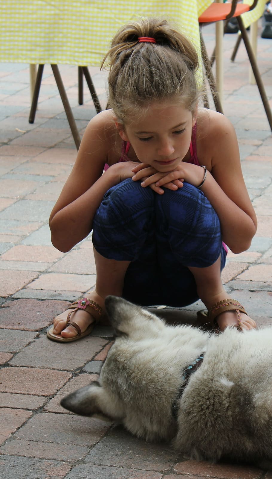 dog, child, pet, summer, cute, girls, pets, outdoors, animal HD wallpaper
