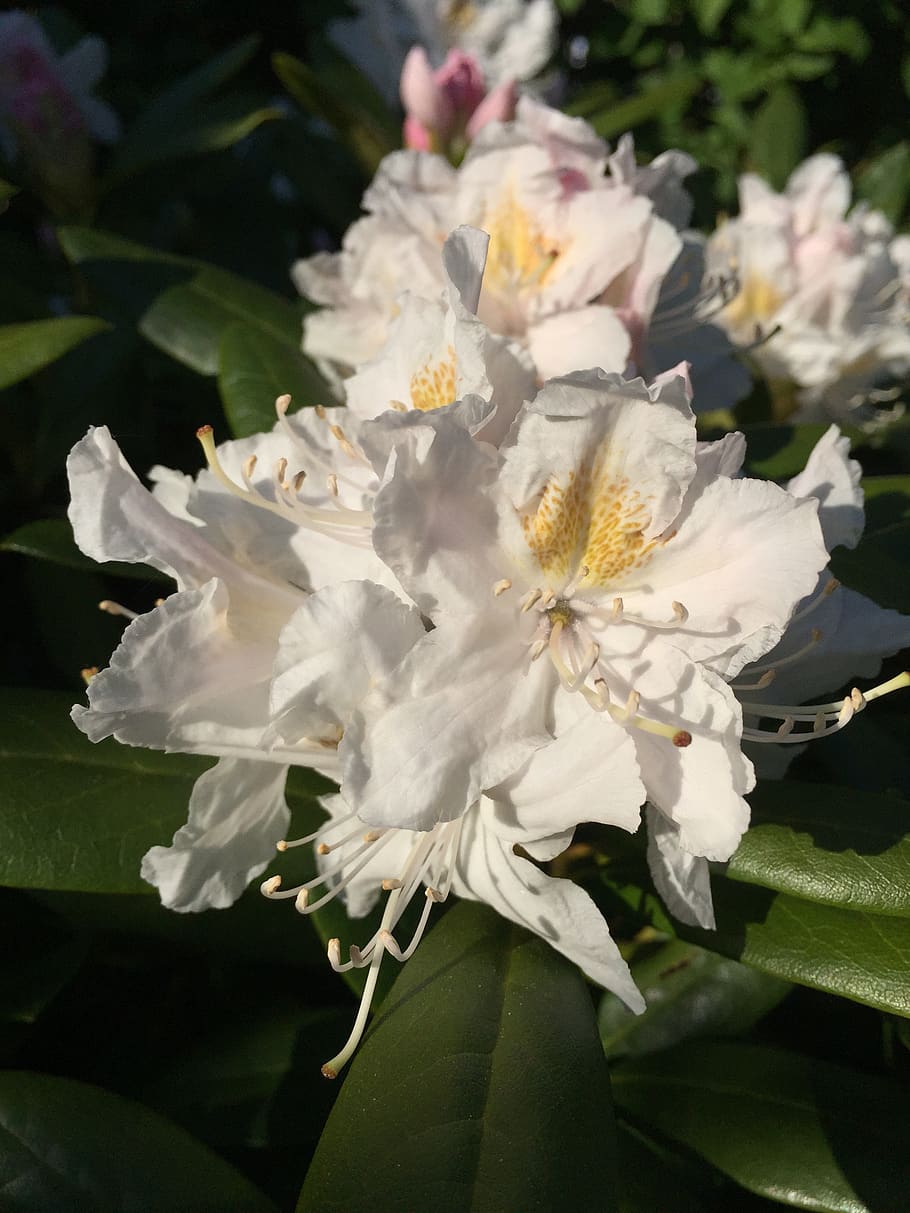 flower, rhododendron, flowering plant, beauty in nature, vulnerability HD wallpaper