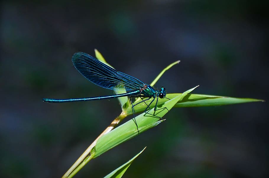 selective focus photography of blue damselfly perched on green leaf, HD wallpaper
