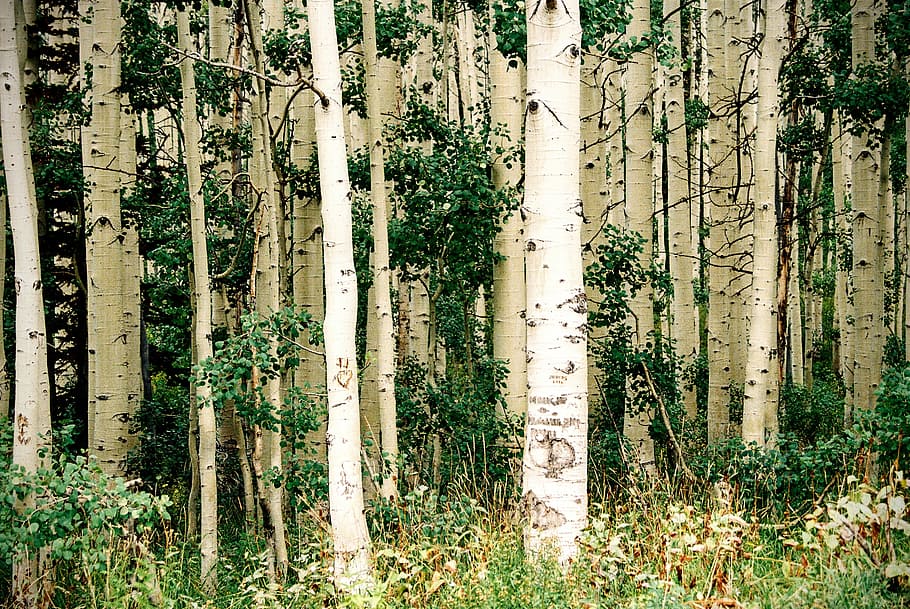 landscape photo of trees, green leafed trees, forest, woodland HD wallpaper