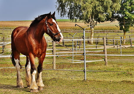 Brown Horse Standing In Front Of A Field Background, Quarter Horse
