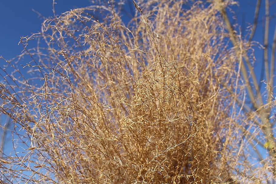 Bush, Dry, Scrub, Grasses, blue, nature, no people, day, plant HD wallpaper
