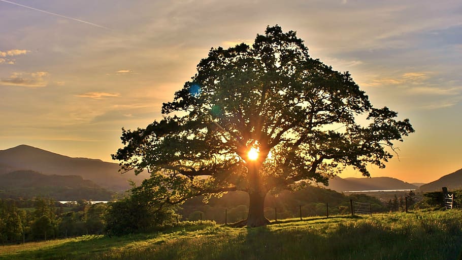 tree, nature, dawn, landscape, sky, sunset, plant, sunlight HD wallpaper