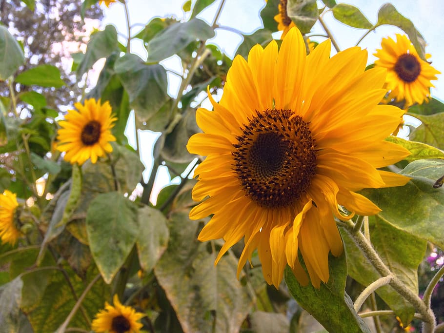 sunflower, flowering plant, freshness, fragility, growth, yellow HD wallpaper
