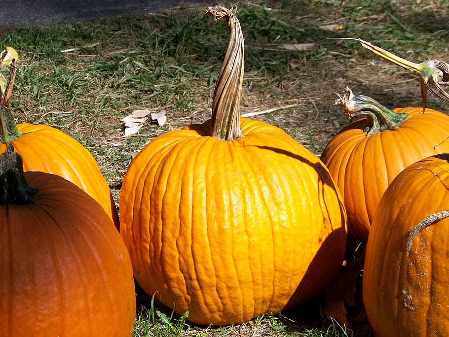pumpkin, twisted, stem, autumn, fall, halloween, food and drink HD wallpaper