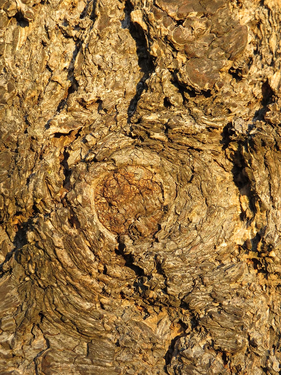 wood, bark, nature, tree, structure, log, tree bark, pattern HD wallpaper