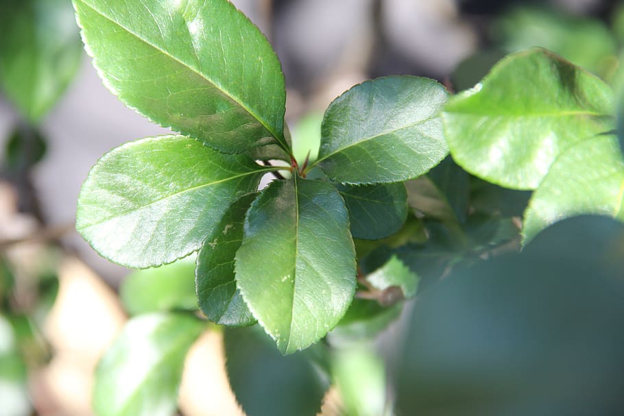 leaf, flora, nature, growth, freshness, tree, outdoors, environment HD wallpaper