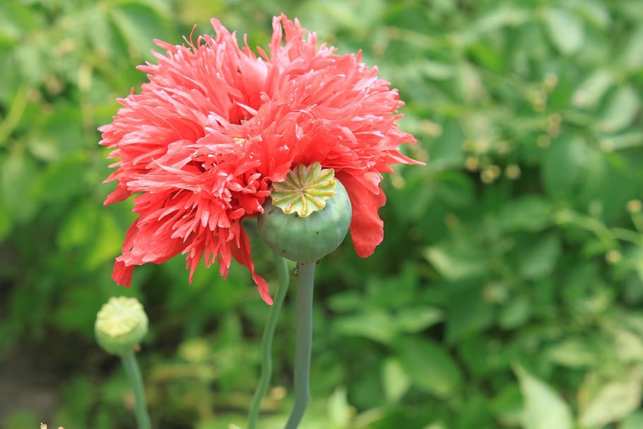 capsules, flowers, herbs, opium, papaver, poppy, pink, red HD wallpaper