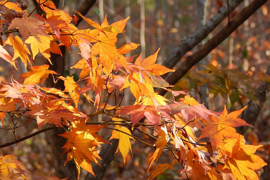 Golden Japanese Maple, Japanese Maple, tree, plant, fall autumn, HD wallpaper