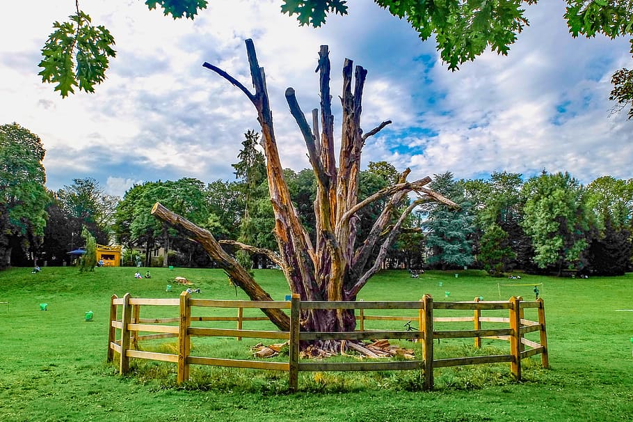 tree, wood, dead, parc, grass, landscape, nature, luxembourg HD wallpaper