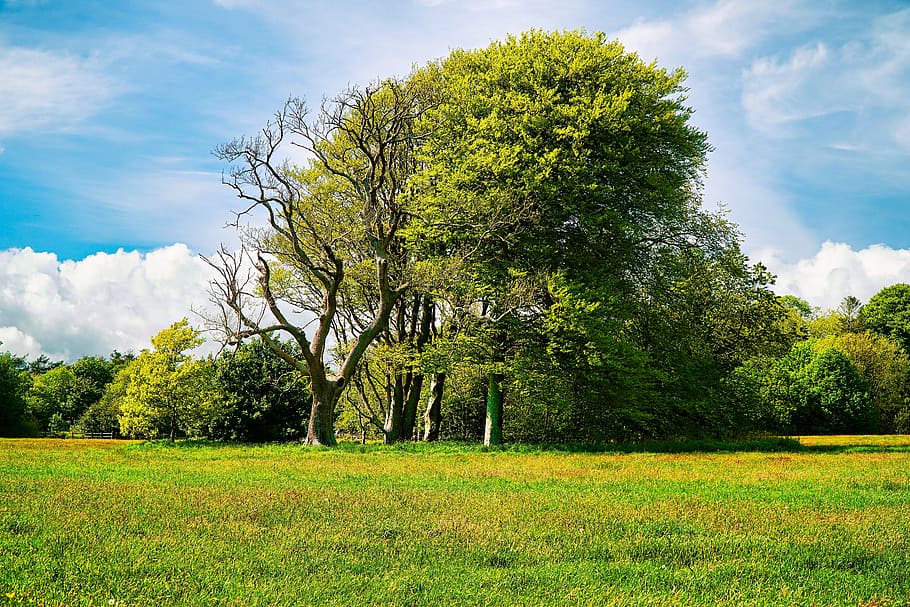 green leafed trees on field, grass, outdoors, nature, landscape HD wallpaper