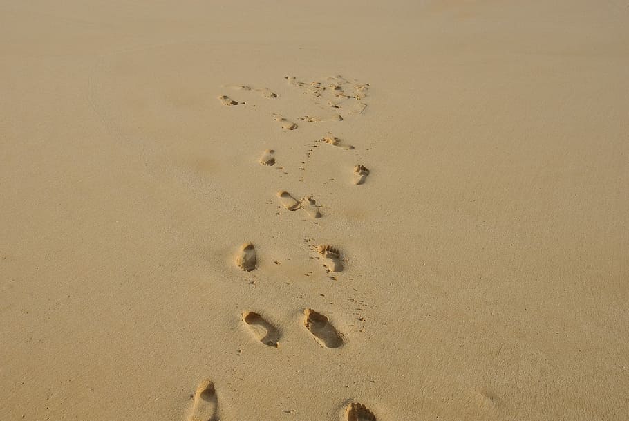 footprints in the sand, beach, dune, desert, land, paw print HD wallpaper