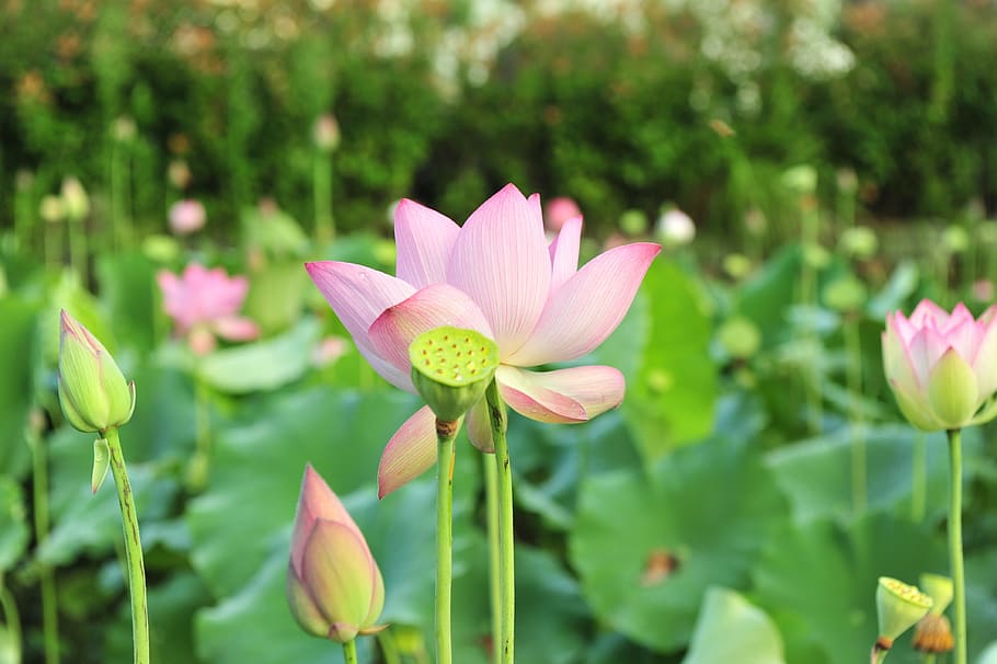 focused photo of pink and green lotus flower, flowers, pink lotus, HD wallpaper