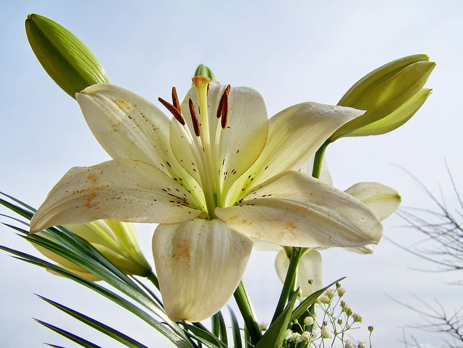 lily, white flower, plant, freshness, flowering plant, beauty in nature HD wallpaper