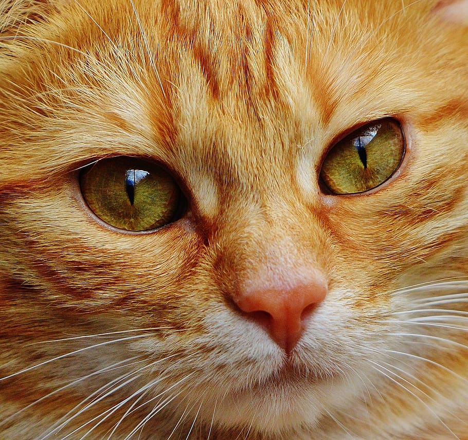macro photography of orange tabby cat, face, close, view, eyes HD wallpaper