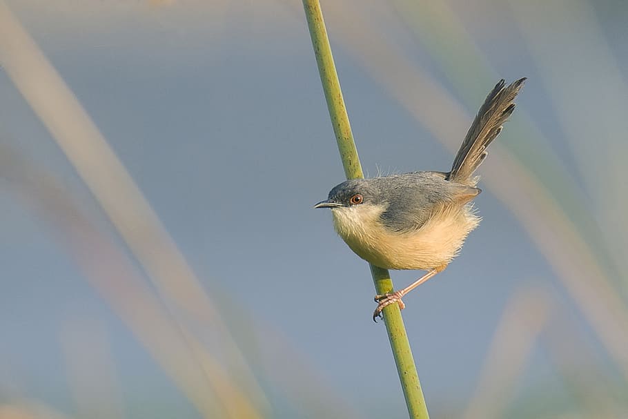 bird, ashy, prinia, wild, mysore, india, perched, good, morning HD wallpaper