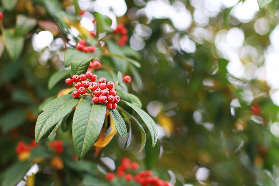 berries, red, elder, bush, green, fruit, healthy eating, growth HD wallpaper