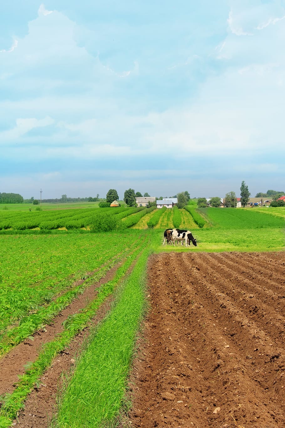 Village, Cows, Field, View, Crops, field crops, sky, clouds HD wallpaper