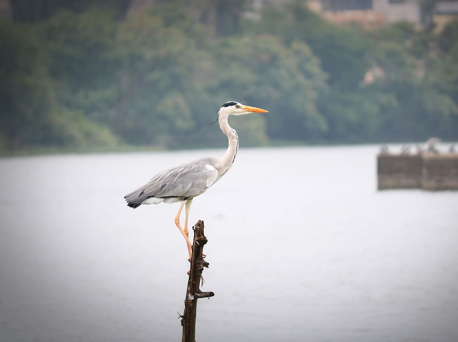 bird, crane, nature, animal wildlife, animals in the wild, vertebrate HD wallpaper