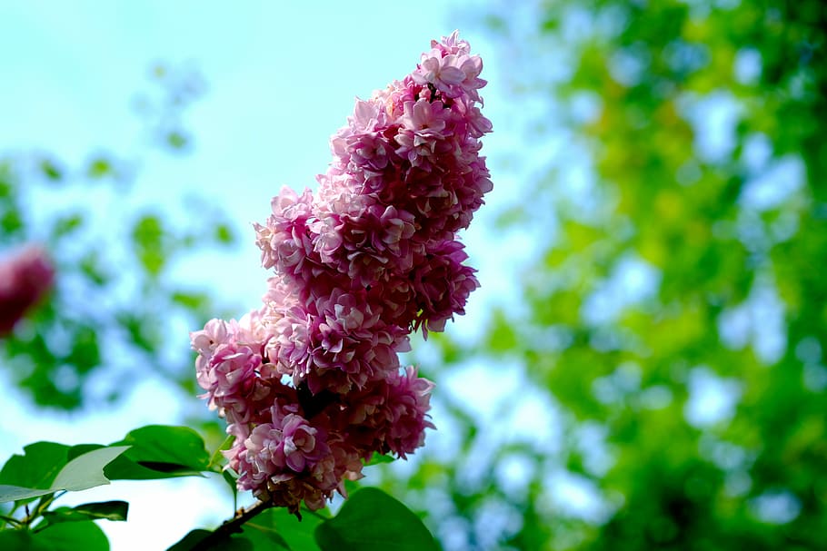lilac, pink, spring, blossom, bloom, nature, plant, bush, close HD wallpaper