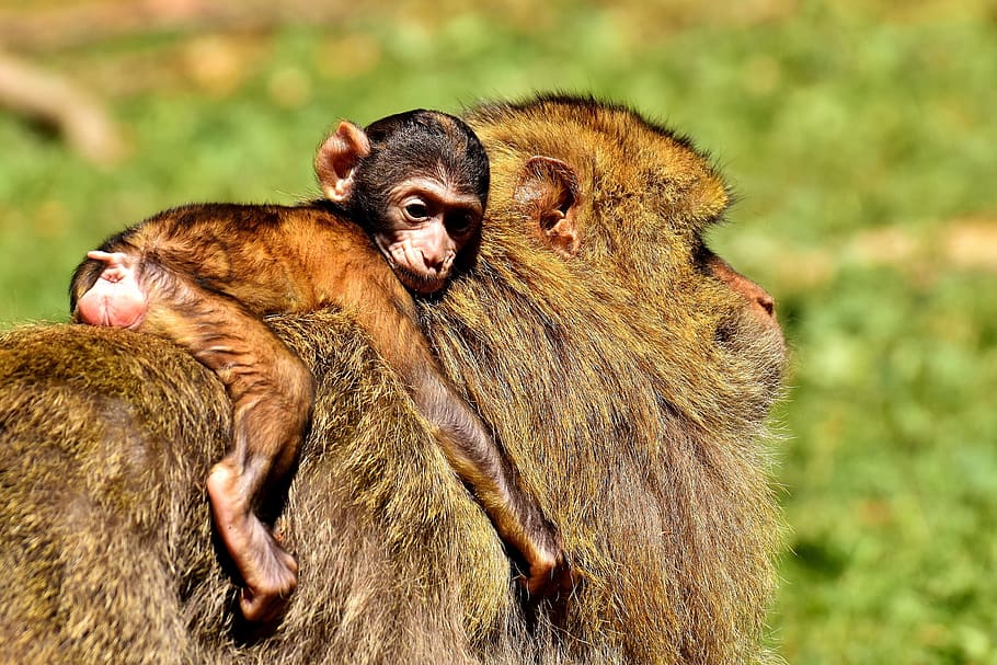 brown monkey, ape, baby monkey, barbary ape, endangered species, HD wallpaper