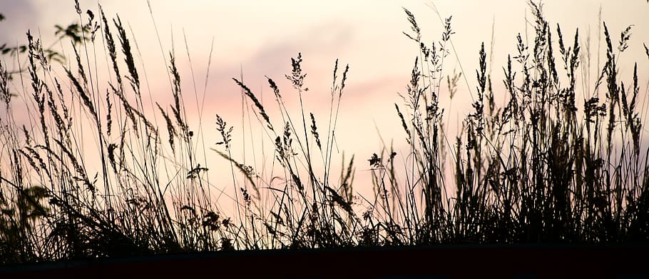 silhouette of plants, sunset, contour, shadow, meadow, evening HD wallpaper