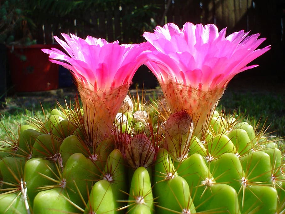 Cactus, Flower, Flower, Garden, pink color, nature, close-up HD wallpaper