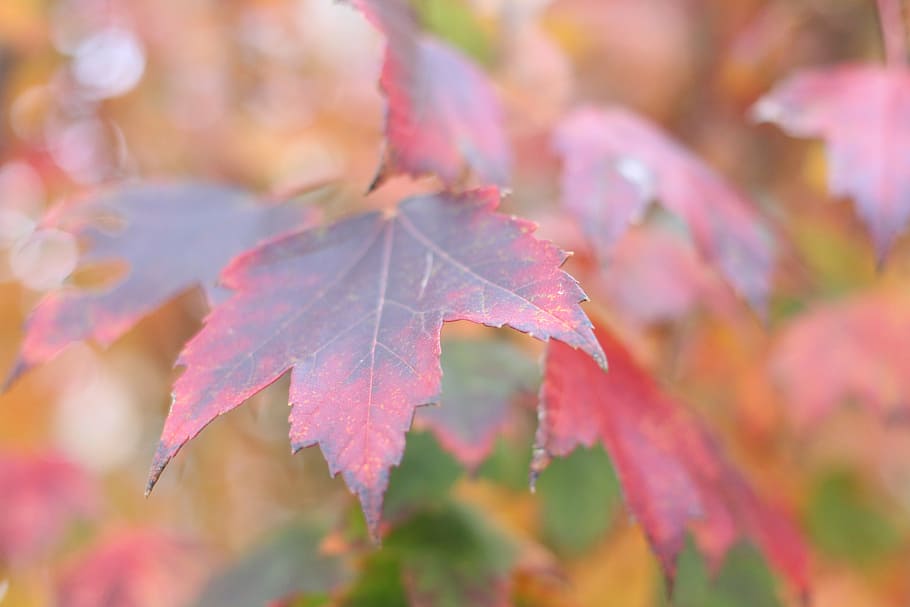 leaf, nature, tree, leaves, fall, season, autumn, yellow, multi Colored HD wallpaper