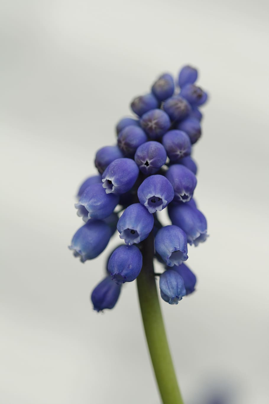 flower, blossom, bloom, close, plant, nature, macro, blue, stalk HD wallpaper