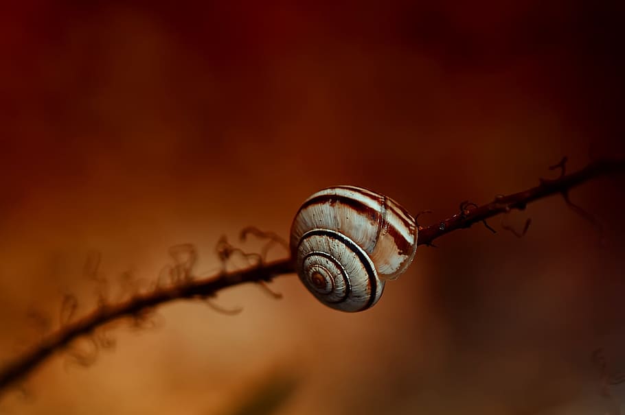 white and brown snail, nature, shell, garden, snail shell, orange HD wallpaper