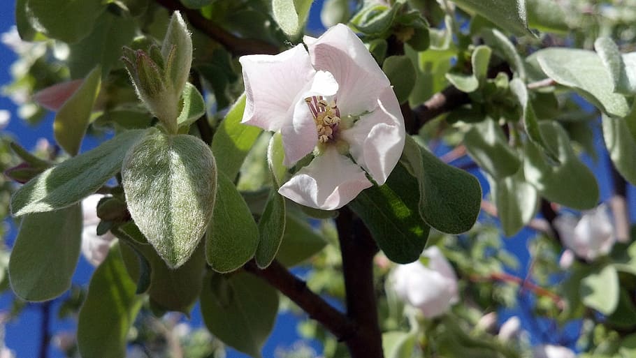 HD wallpaper: flower, quince, spring, plant, fruit, quince blossom ...