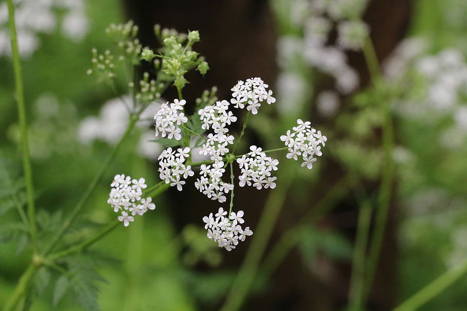 Anthriscus, Flower, Summer, green, cow parsley, wild plants HD wallpaper