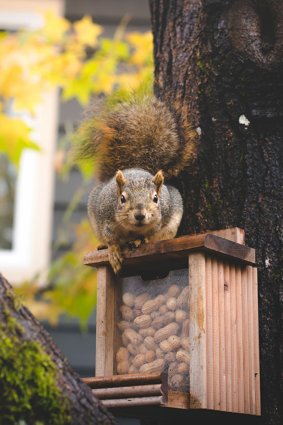 brown squirrel on brown wooden box full of nuts mounted on the tree at daytime, brown squirrel on top of brown container HD wallpaper