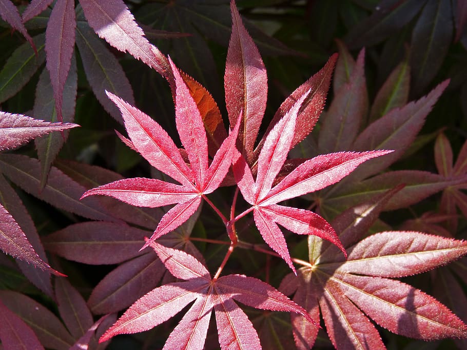leaf, red leaf, plant, growth, plant part, close-up, beauty in nature HD wallpaper