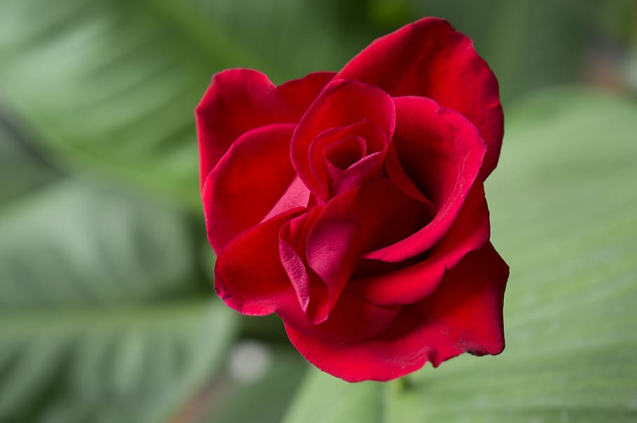 emotion, roses, red rose, budding, beauty, pink wings, flower HD wallpaper