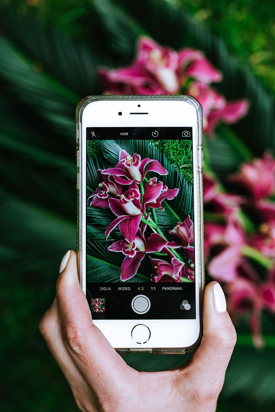 Colorful Exotic Flowers and Greenery, flora, leaf, leaves, tropical HD wallpaper