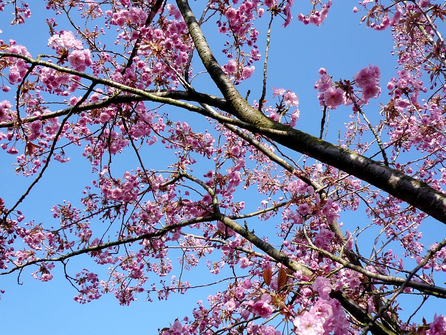 Ornamental Cherry, Cherry, Spring, Pink, Tree, blossom, bloom HD wallpaper