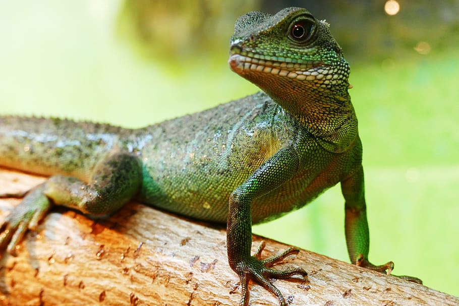 green monitor lizard on brown tree branch closeup photo, chinese water dragon, HD wallpaper