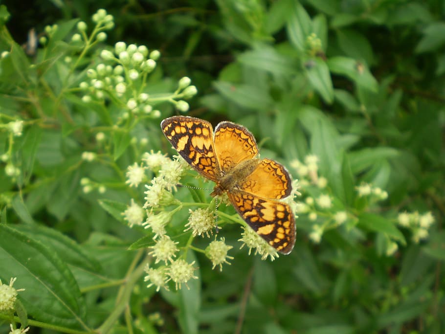 butterfly, orange, small, hostal, sucking, animal wildlife HD wallpaper