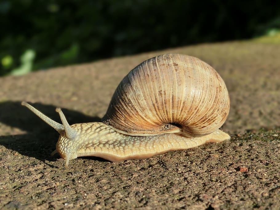 shell, snail, animal, nature, macro, snail shell, ground, slowly HD wallpaper