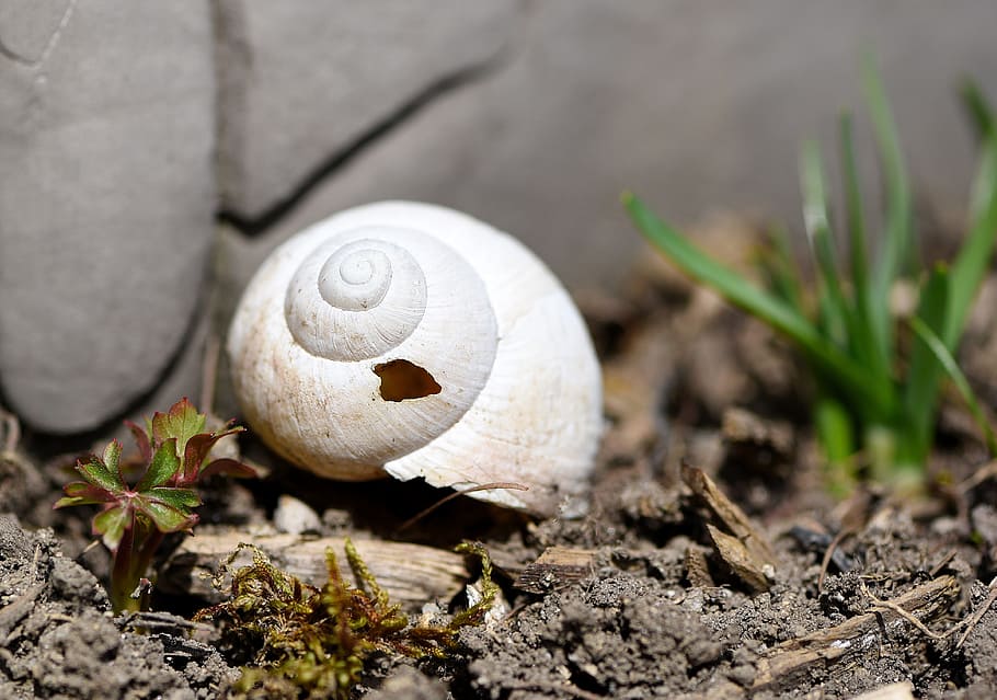 Shell, Snail, House, Damaged, snail house, leave, empty, nature HD wallpaper