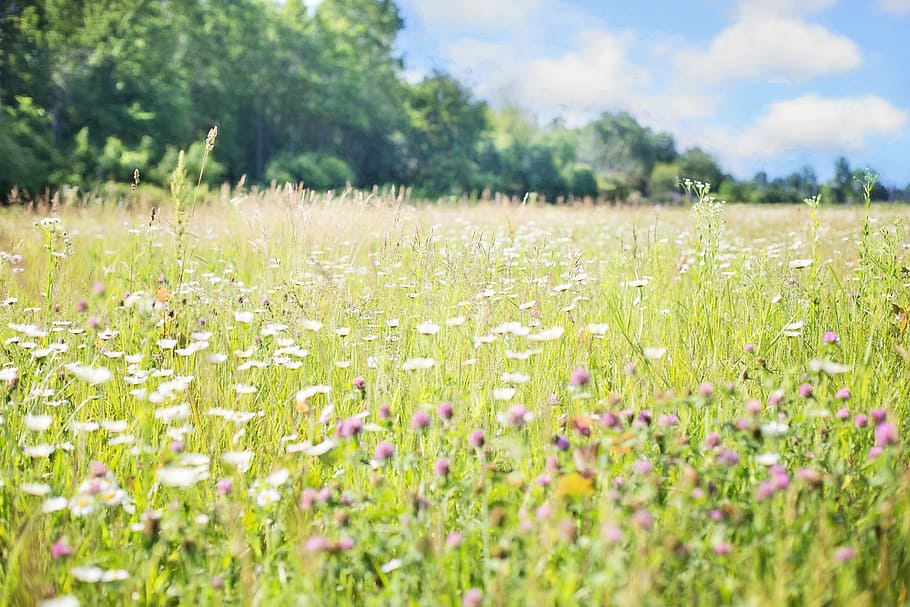 selective focus photo of pink and white flower field, bed, flowers